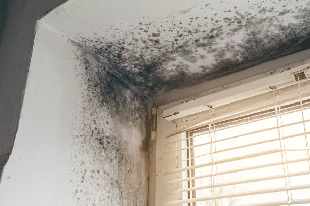 Trusted Black Mold Removal service in Little Ferry, NJ - Cheap Mold Removal