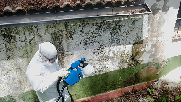 Trusted Mold Inspection service in Little Ferry, NJ - Cheap Mold Removal
